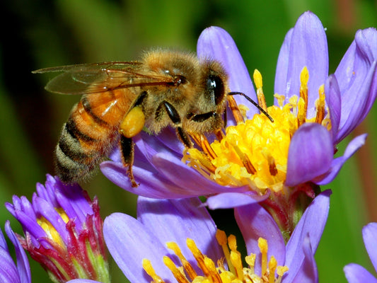 The Vegan abandonment of the honey bees